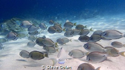 “Peaceful”. School of Tangs right near the shore at Coki ... by Steve Dolan 